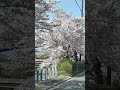 京都(Kyoto)賀茂川沿いの桜