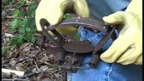 How to set a foothold trap for bobcat, coyote, and fox
