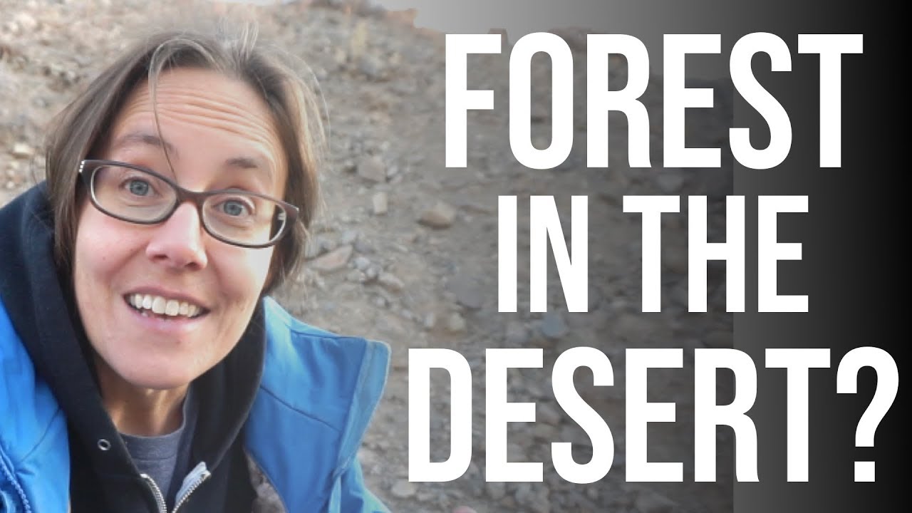 Forest in the Desert? 