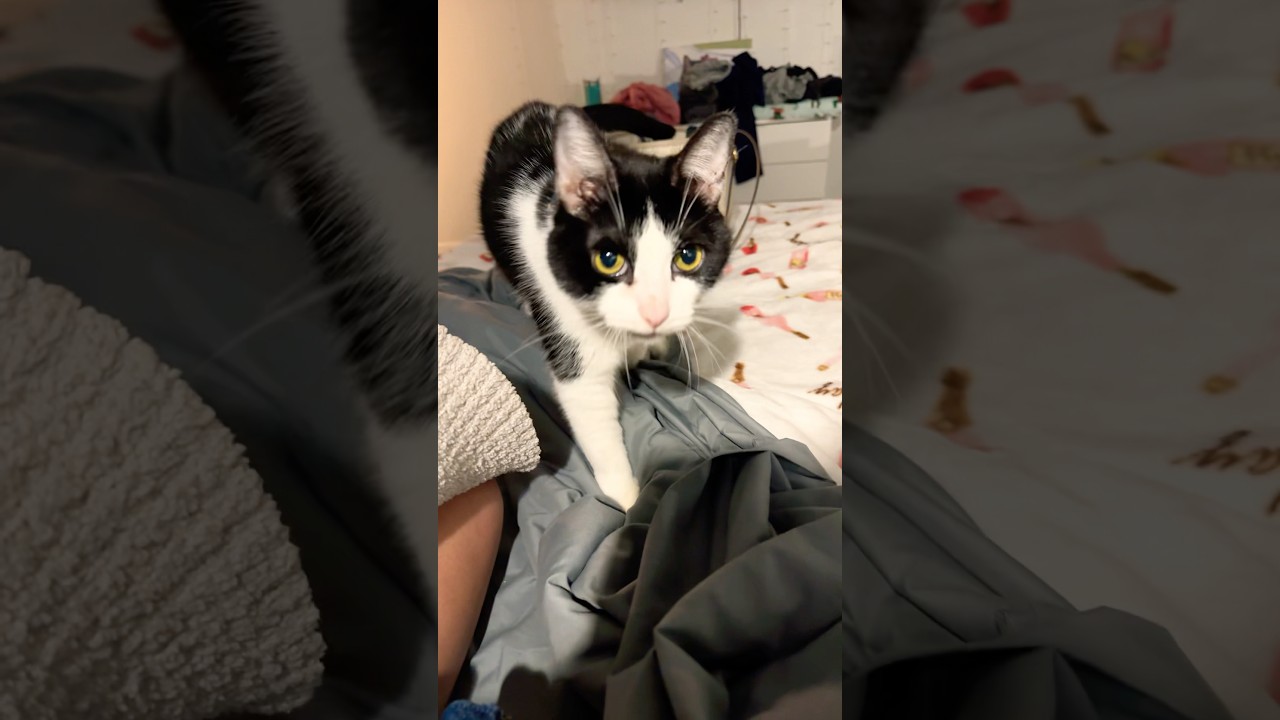 Tuxedo Cat Mornings 💝 #catshorts #tuxedocat #petshorts