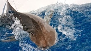 How to Fish For Sharks screenshot 5