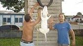 mini bull terrier jumping on bed - YouTube
