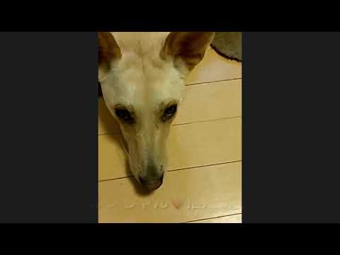 第11回オンライン譲渡会のリハーサルの模様です
