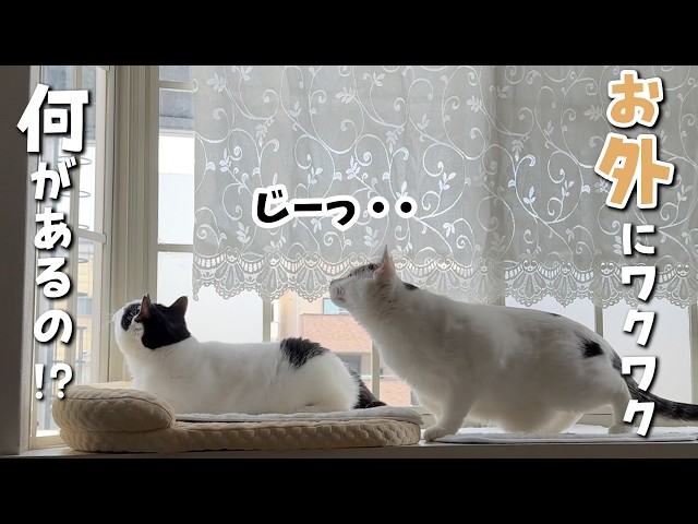 The view from the window was so exciting my cats couldn't stop