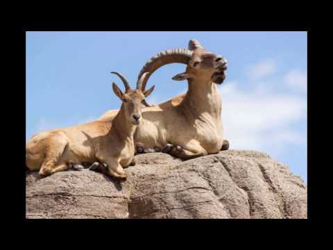 სლაიდშოუ ჯიხვზე