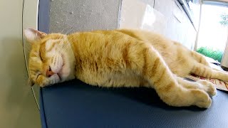 茶トラ猫がクーラーの効いた涼しい待合室で気持ち良さそうにお昼寝する