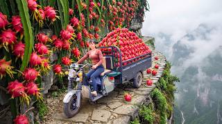 [TIMELAPSE] Harvsting A Lot Of Dragon Fruit, Jackfruit, Use Truck Transport Go To Market Sell