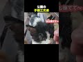 公園で出会った子猫三兄弟