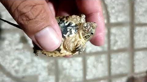 Rùa Hypo common snapping của tôi