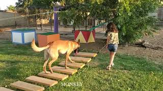 Monkey Malinois at work by Omar von Muller 17,334 views 3 years ago 2 minutes, 55 seconds