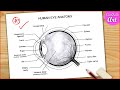 Eye diagram easy to draw  labelled diagram of human eye anatomy  step by step for beginners