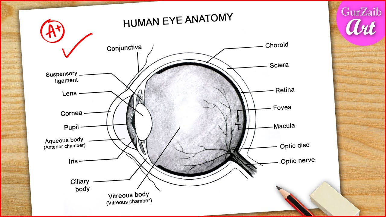 Sketching Tips: How to Draw Expressive Eyes