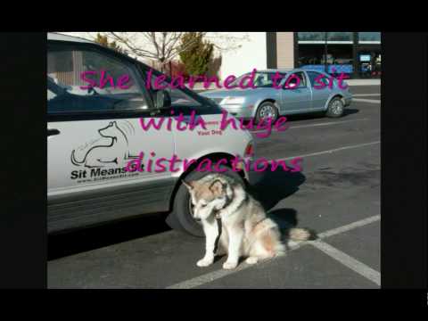 alaskan-malamute,-dog-training-sit-means-sit-boot-camp,-truckee-area