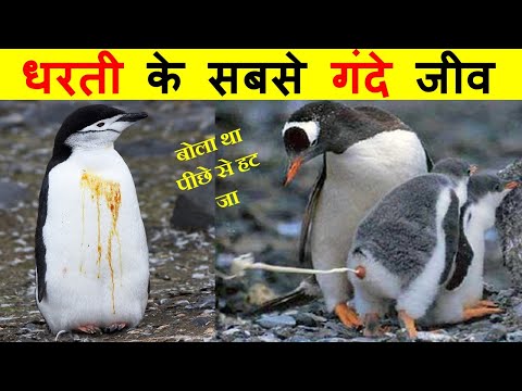 पेंगुइन मानव जाती के लिए इतने खतरनाक क्यों हैं ? WHY ARE PENGUINS SO DANGEROUS TO HUMAN.