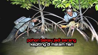 Berburu KEPITING di malam hari !! pohon bakau jadi sarang kepiting besar 
