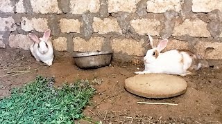 كم تلد الأرنب أول مرة