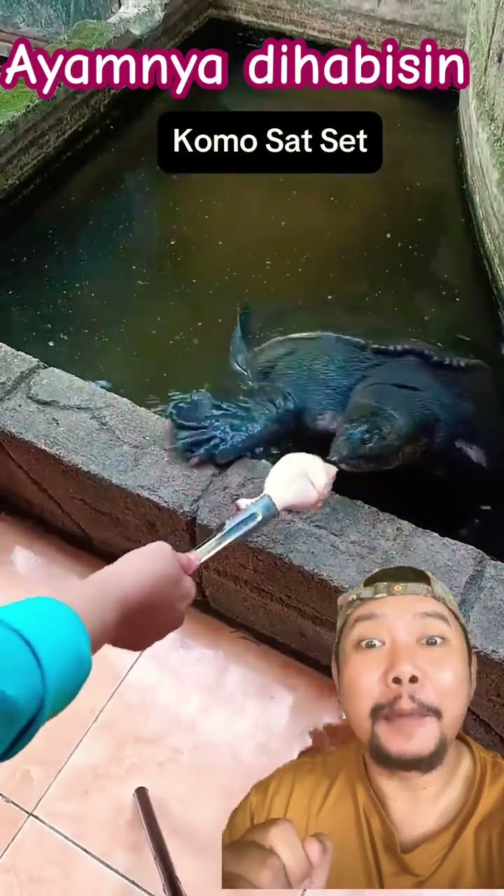 LABI-LABI DOYAN MAKAN AYAM!!!??