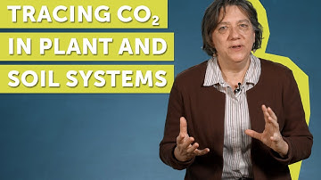 CO2 Storage in the Plant and Soil System