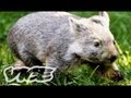 Baby Wombat Orphans! | The Cute Show