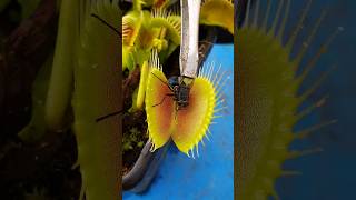Venus Flytrap gets fed a chunky treat #shorts