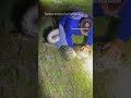 Video de cazador de serpientes luchando con una pitón birmana en Florida