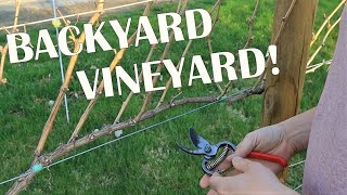 Vineyard Update and Pruning Plan