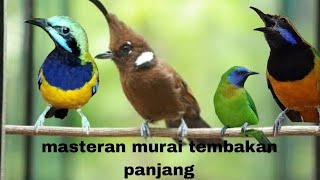 masteran full tembakan panjang pedas