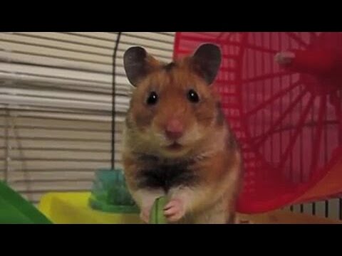 Funny Hamster does a dramatic face (Criceto drammatico)