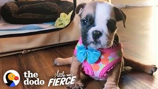 Sy Baby Bulldog Wasnt Supposed To Walk Look At Her Run The Dodo Little But Fierce