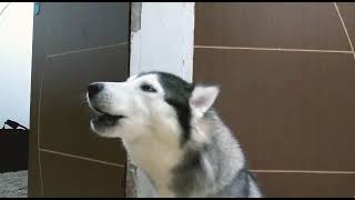 Retalhos de cetim (sax alto)participação especial (Lara husky siberiano)