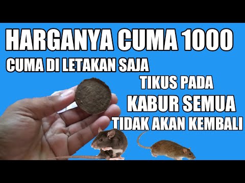 Video: Berapa biaya untuk menghilangkan tikus dari loteng?