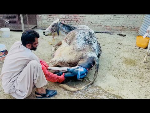 Happy News On My Mini Farm ||cow give Baby 