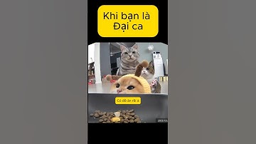 Đại ca mèo của nhà #cat #meow #funny #funnyshorts