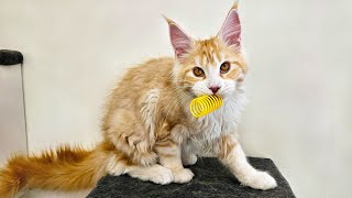 Maine Coon Kitten Ada Loves Her Toy!