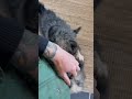 Dogs