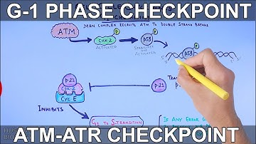 G1 Phase Checkpoint of Cell Cycle