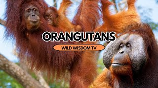 Orangutans: The Rainforest Red Apes