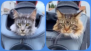 Maine Coon Escapade: Sherkan and Shippie, Stars of their Feline Vacation at the Pension! V108