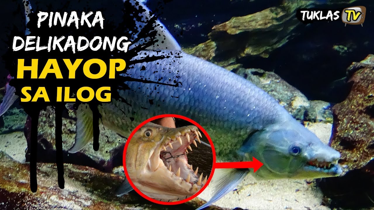Ano Ang Pinakamaliit Na Isda Sa Pilipinas Ano Ang Pinakamaliit Na Isda Sa Buong Mundo Na Matatagpuan Sa Pilipinas