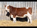 164M WOLFE FARMS 2025