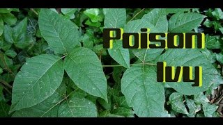 What Does Poison Ivy Look Like?