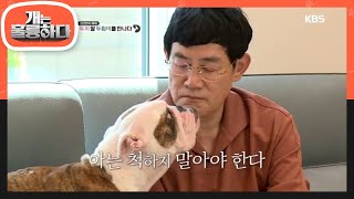 아는 척하지 말아야 한다.. 반가움 꾹꾹 눌러 참는 할아버지 경규★ [개는 훌륭하다/Dogs Are Incredible]20191111