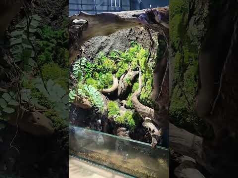 Video: Reptilia Dan Tumbuhan Rumah: Menanam Tumbuhan Untuk Terarium Dengan Reptilia