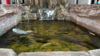 Arapaima and Alligator Predators in Small Fish Pond