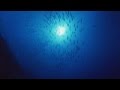 【睡眠用・勉強用BGM】NEW癒しのセッション14_イルカバージョン(θ波)