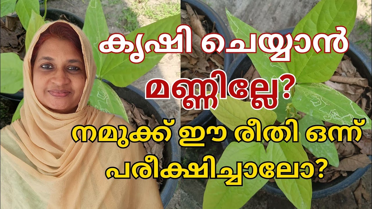 ഇത് WORK ആകുമോ?😳മണ്ണില്ലാതെ ചട്ടിയിൽ പയർ വളർത്തി നോക്കാം🌿| #viralvideo