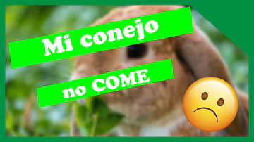 ¿Dejan de comer los conejos cuando están llenos?