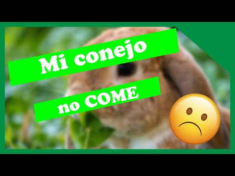 Porque MI CONEJO NO COME