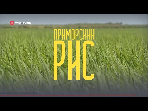 В Приморье выращивают рис