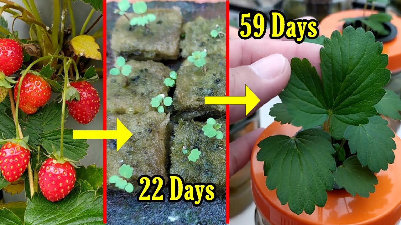 How to germinate strawberry seeds until it grow Growing with
